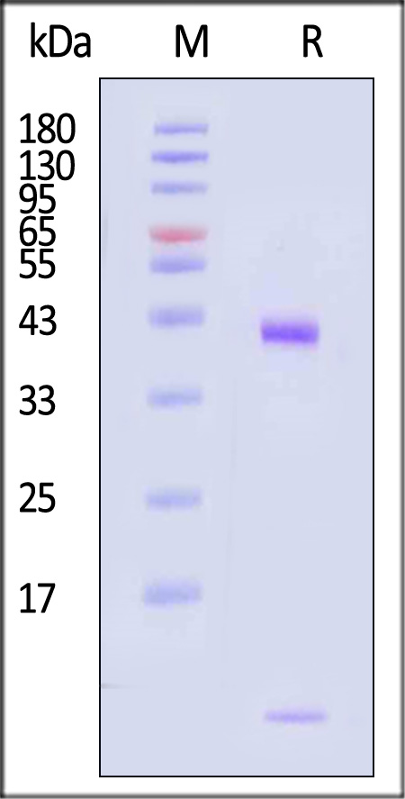 HLM-H82W8-sds