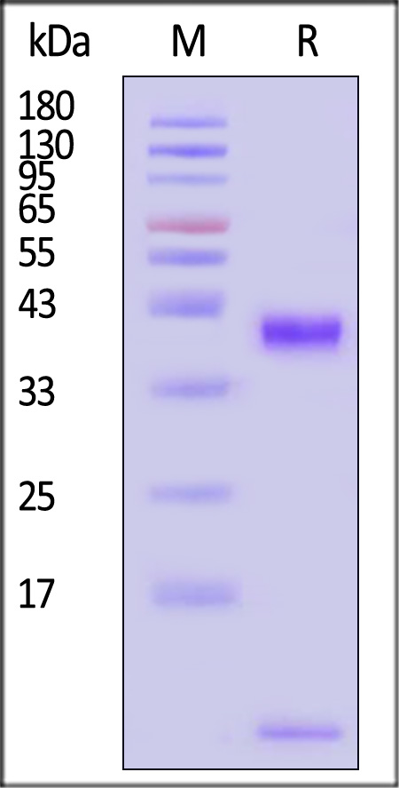 HLP-H82E8-sds