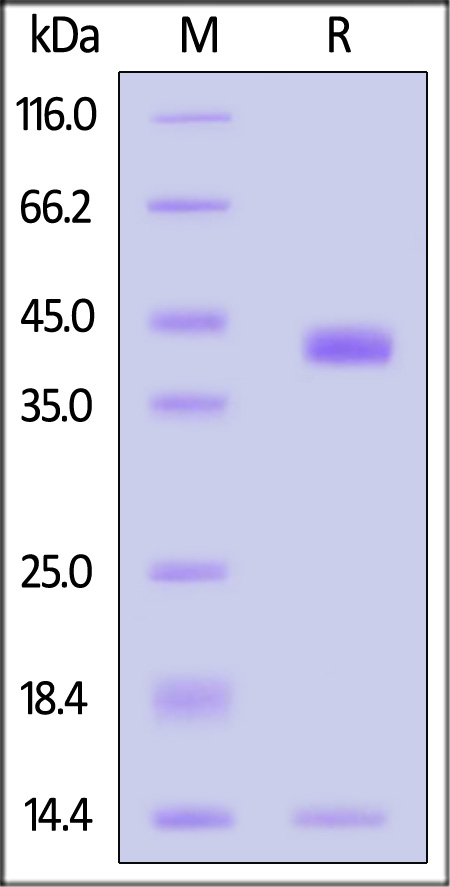 HLA-C*07:02:01 & B2M & RYR SDS-PAGE