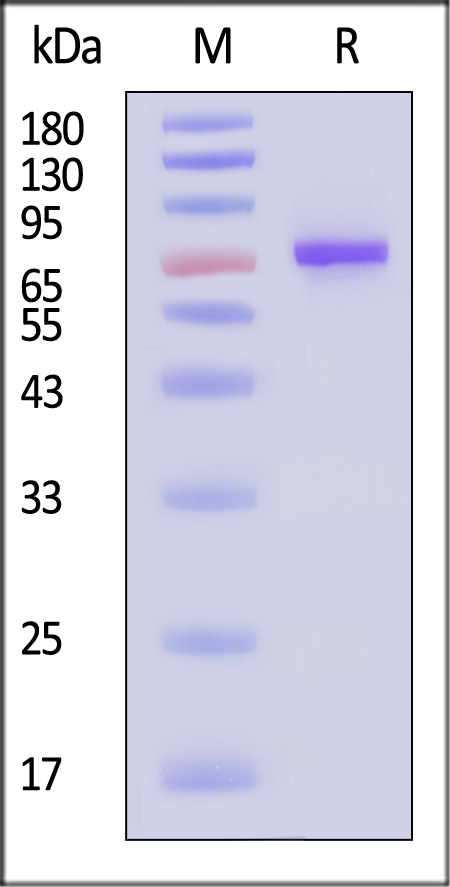 Human Serum Albumin, His Tag (Cat. No. HSA-H5220) SDS-PAGE gel