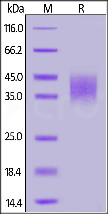 IFN-gamma R1 SDS-PAGE