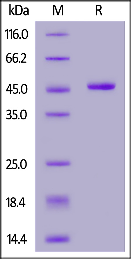 IFN-alpha 1 SDS-PAGE