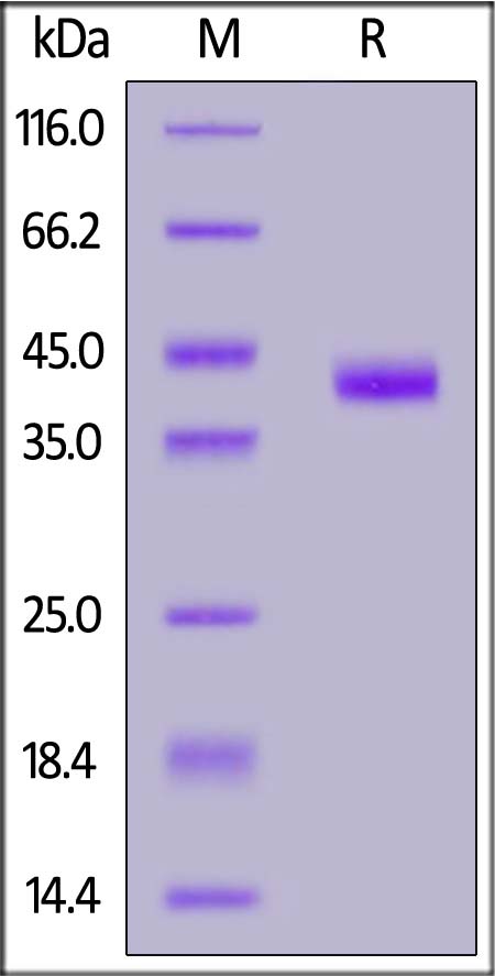 IGF-I SDS-PAGE