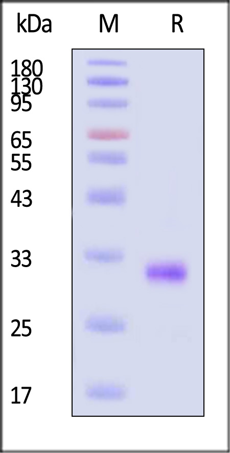 IgG2 Fc SDS-PAGE