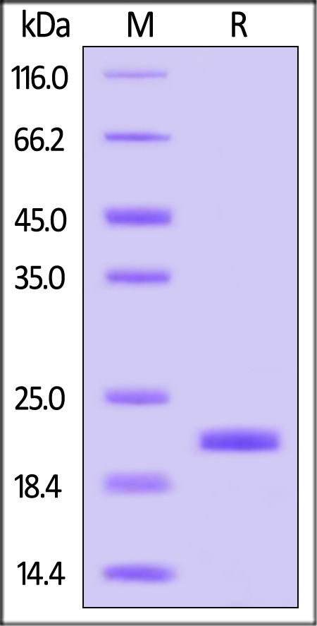 IL0-C4248-sds