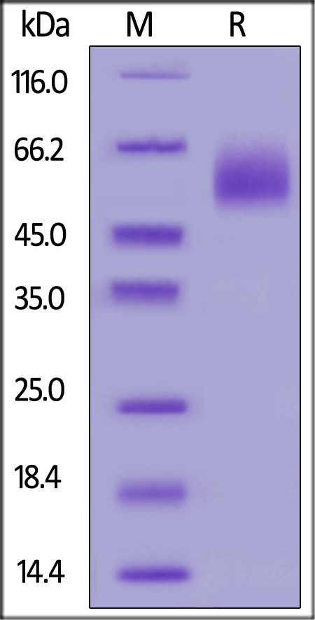 IL1-H82E8-sds