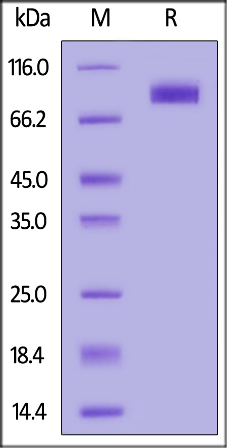 IL1-H82F9-sds