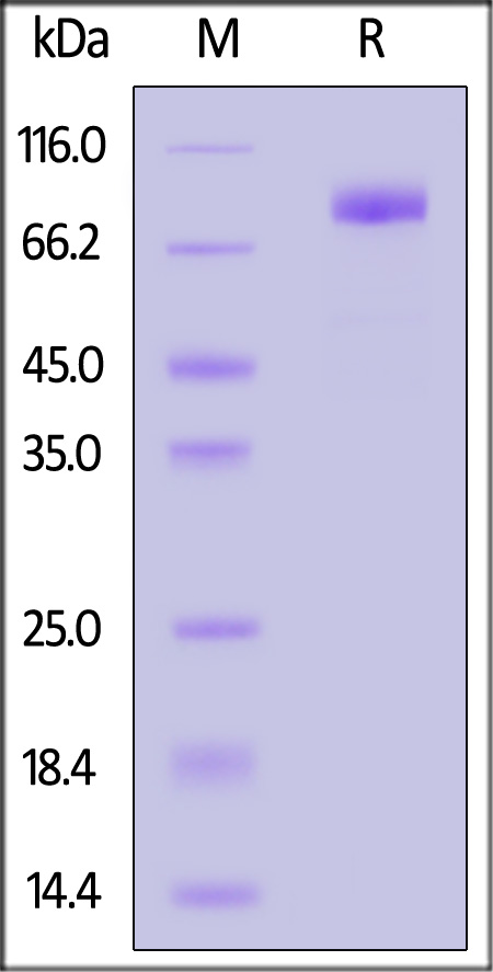 IL-1RL1 SDS-PAGE