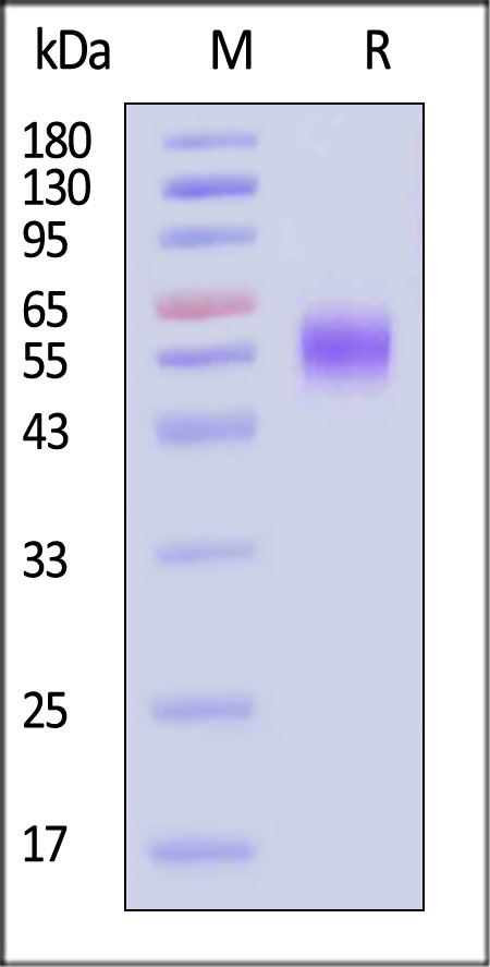 IL-1 Rrp2 SDS-PAGE