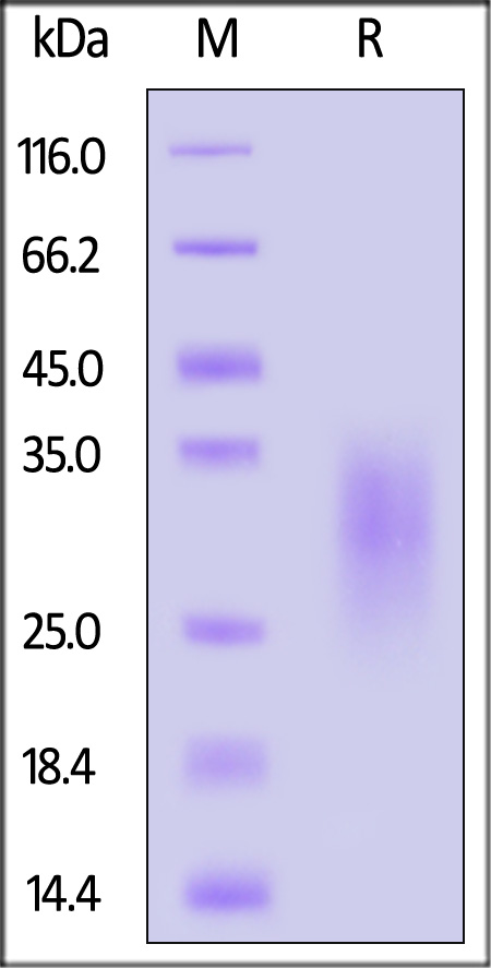 IL-13 SDS-PAGE