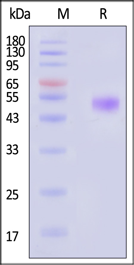 IL-15 SDS-PAGE