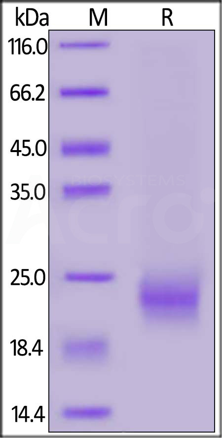 IL5-H82Q5-sds