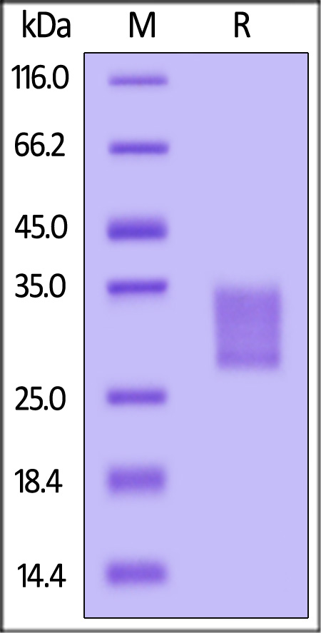 IL-6 SDS-PAGE