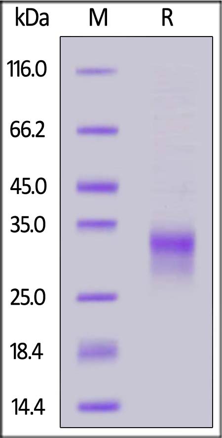 IL9-H4228-sds