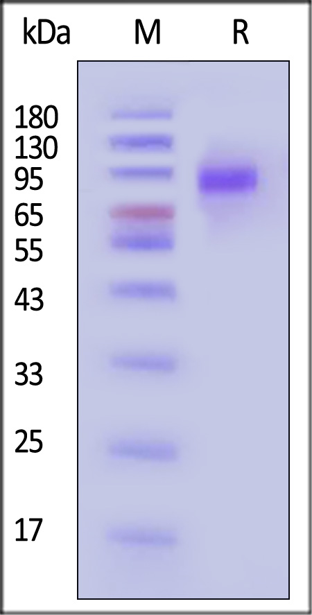 IL-17 RA SDS-PAGE