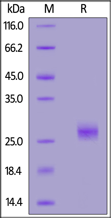 Biotinylated Mouse IL-1 alpha, His,Avitag (Cat. No. ILA-M82E8) SDS-PAGE gel