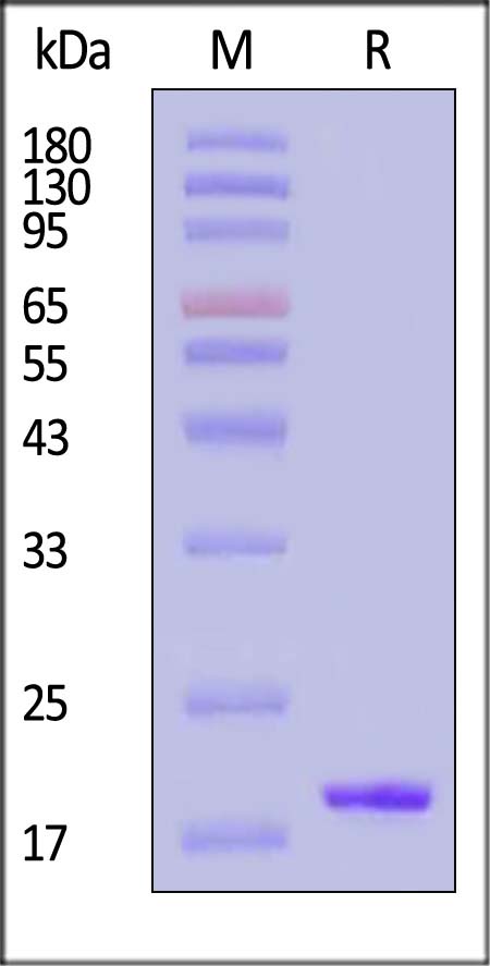 IL-1 beta SDS-PAGE