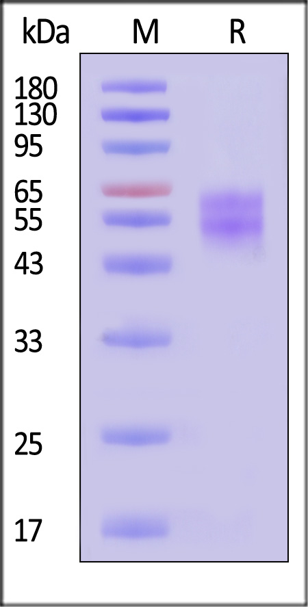 ILG-M5283-sds