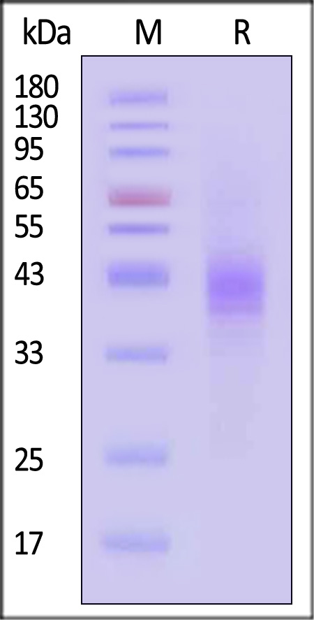 ILP-H5222-sds