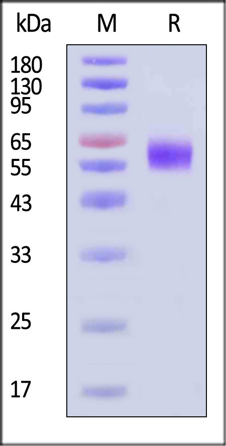 ILP-H82E5-sds