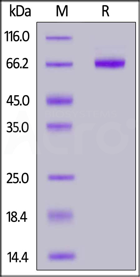 Human IL-21 R, Fc Tag (Cat. No. ILR-H5257) SDS-PAGE gel