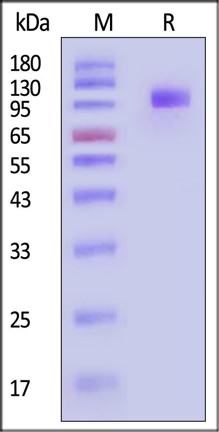 ILR-H52H8-sds