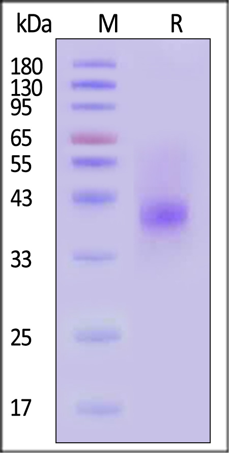 ILR-H82E4-sds