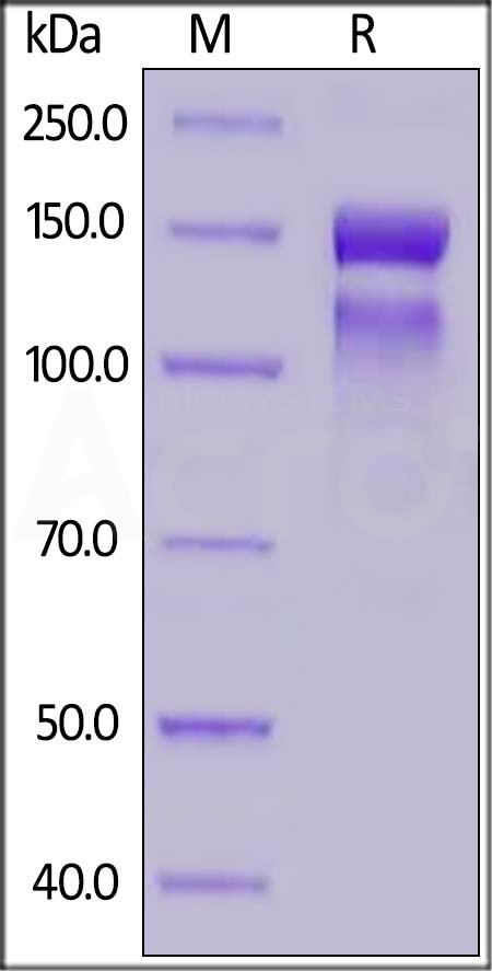 IT1-H52Wa-sds