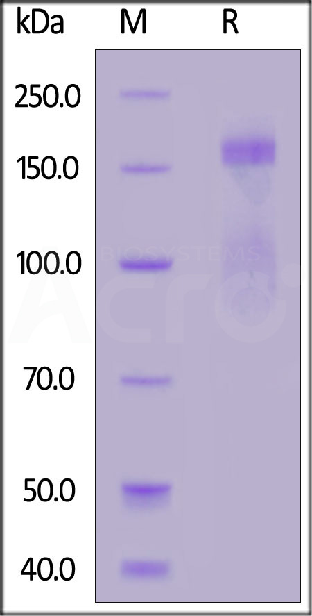 Integrin alpha 1 beta 1 SDS-PAGE