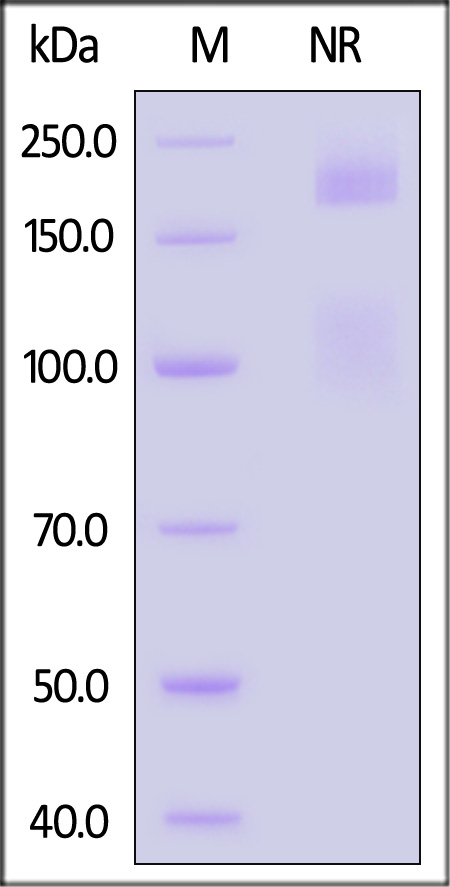 Integrin alpha 1 beta 1 SDS-PAGE