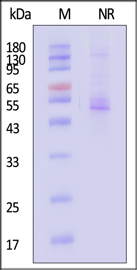 Integrin alpha 8 beta 1 SDS-PAGE