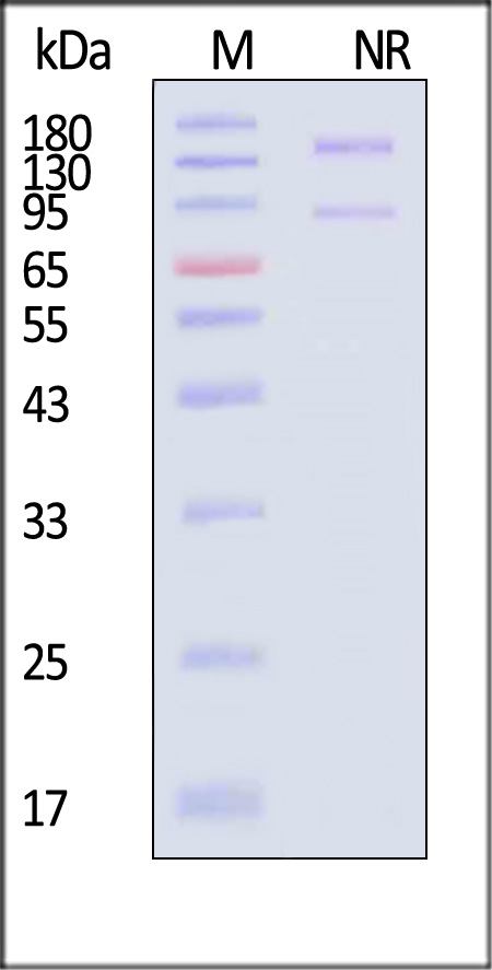 IT3-C52W3-sds