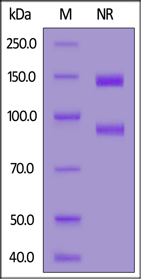 Integrin alpha V beta 3 SDS-PAGE