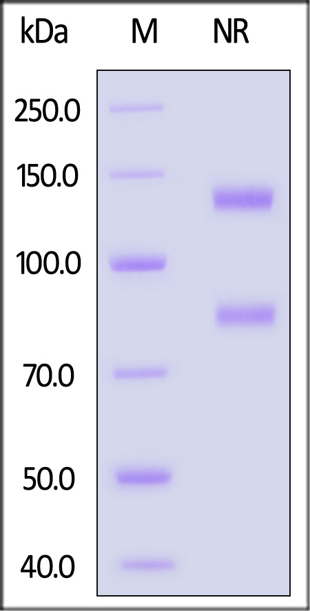 Integrin alpha V beta 3 SDS-PAGE