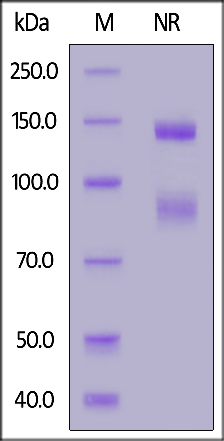 IT6-C52W9-sds