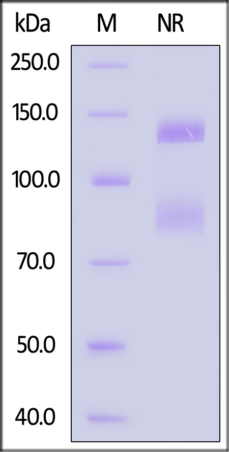 Integrin alpha V beta 6 SDS-PAGE