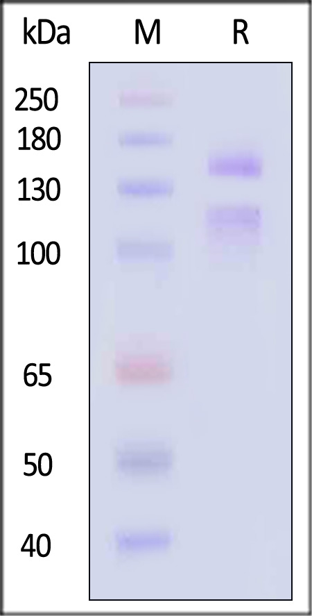 IT7-H52W7-sds