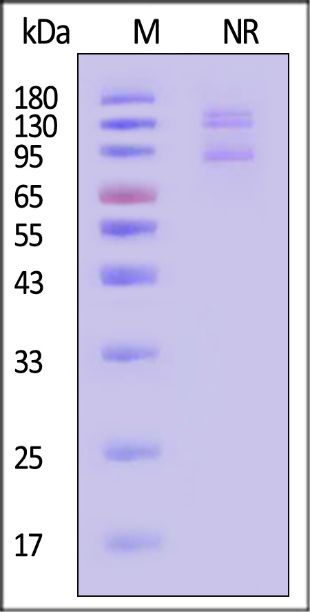 Integrin alpha E beta 7 SDS-PAGE