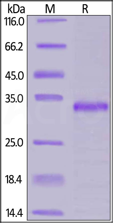 JA1-H5547-sds