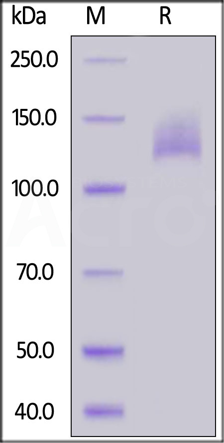 VEGF R2 SDS-PAGE