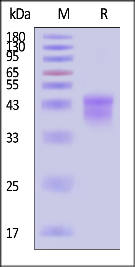 KL1-H52H4-sds