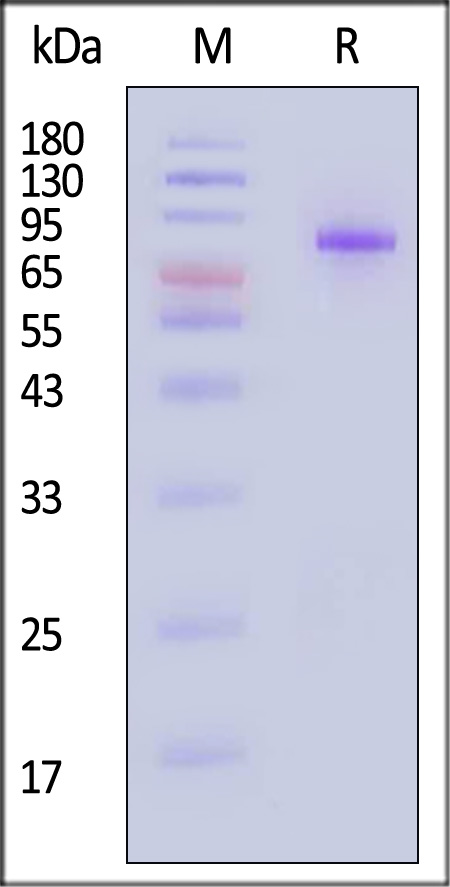 Plasma Kallikrein/KLKB1 SDS-PAGE