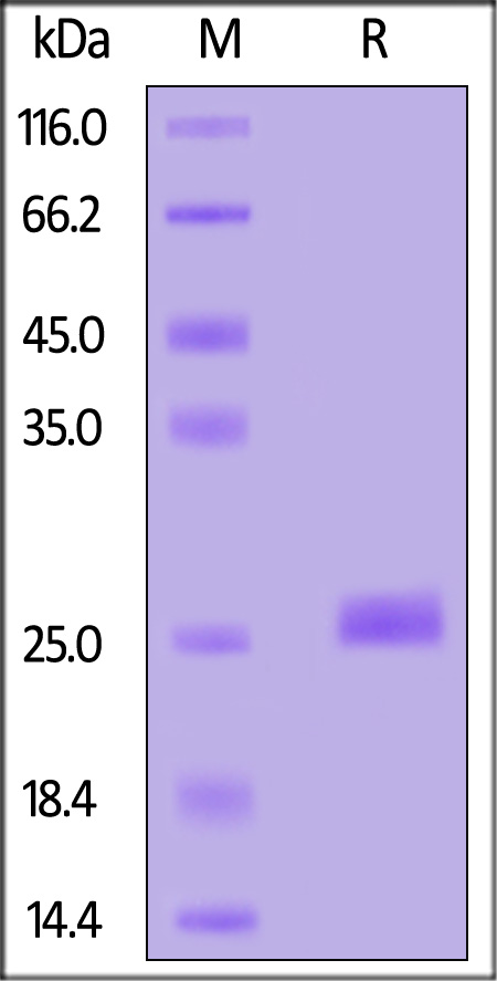 KRS-H51H2-sds