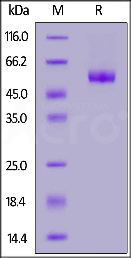 Human LAIR-1, Mouse IgG2a Fc Tag (Cat. No. LA1-H5253) SDS-PAGE gel