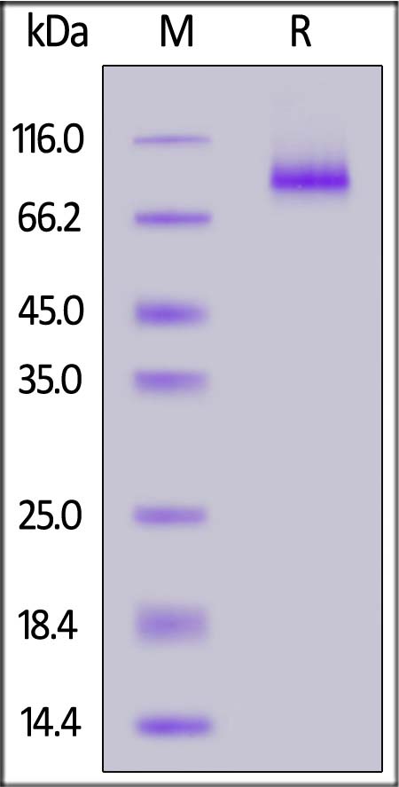 LAG-3 SDS-PAGE