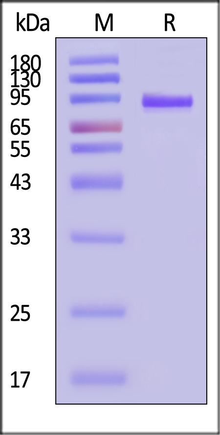 Cynomolgus LAG-3, Mouse IgG2a Fc tag (Cat. No. LA3-C52A0) SDS-PAGE gel