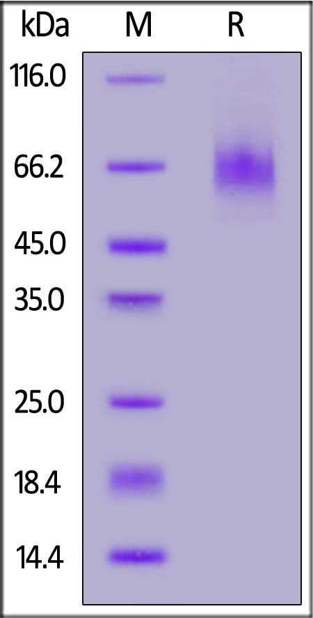 LAG-3 SDS-PAGE