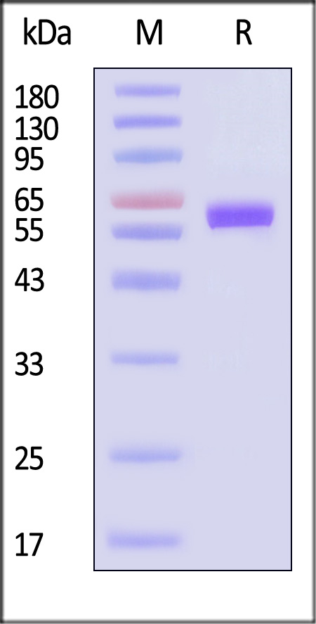 LAG-3 SDS-PAGE