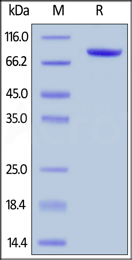 LAG-3 SDS-PAGE