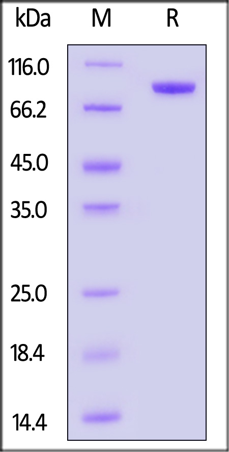 LAG-3 SDS-PAGE